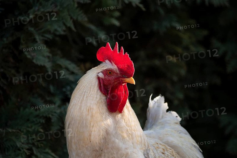 Portrait of a white free range rooster in the evening