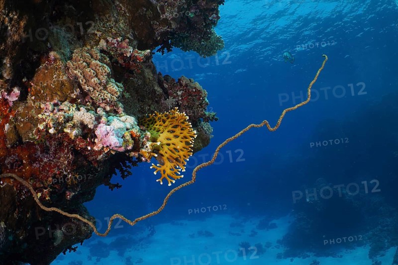 Twisted wire coral