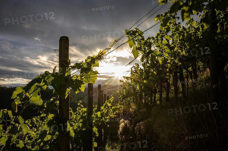 Vines
