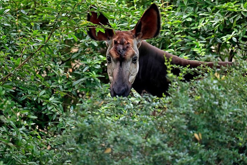 Okapi