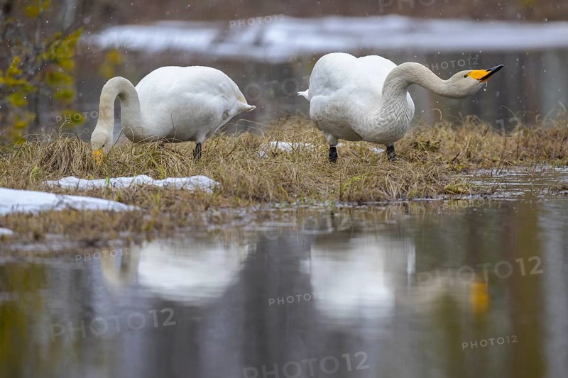 Whooper Swan