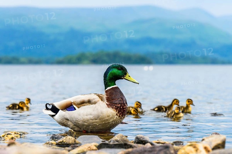 Mallard Duck
