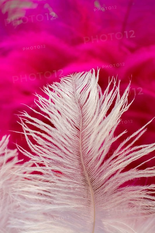 Beautiful bird feathers for decorative purposes