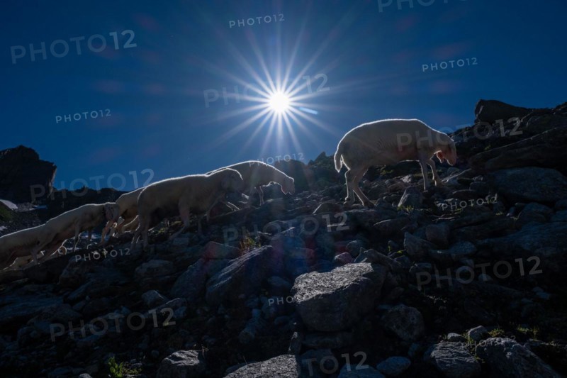 Flock of sheep foraging in the mountains
