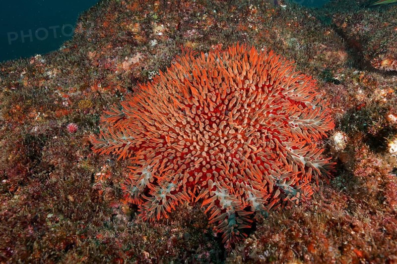 Crown-of-thorns starfish