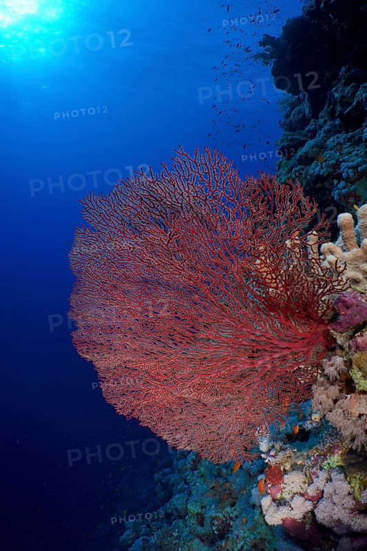 Red knot coral