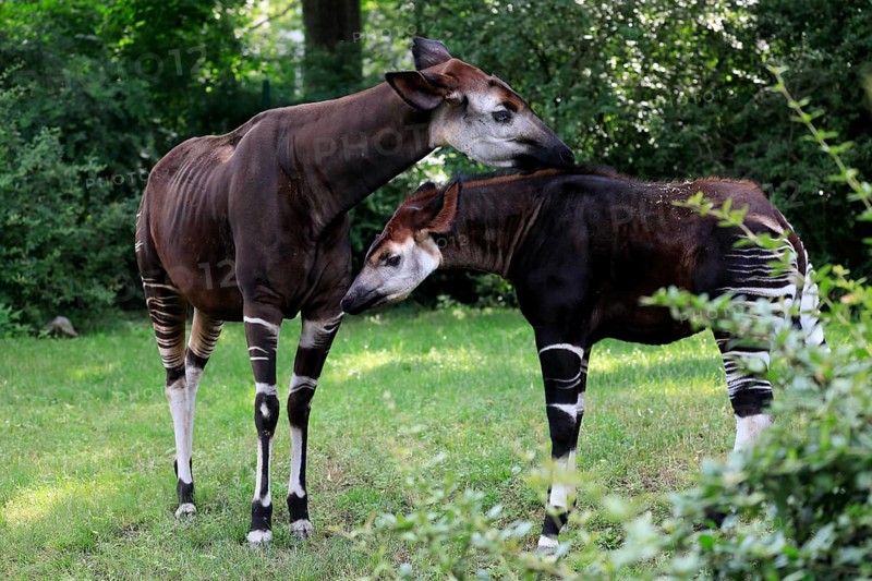 Okapi
