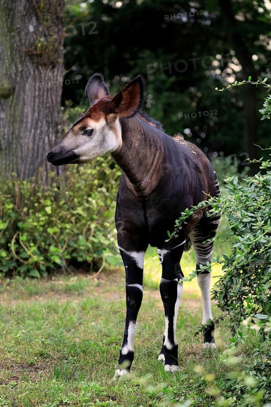 Okapi