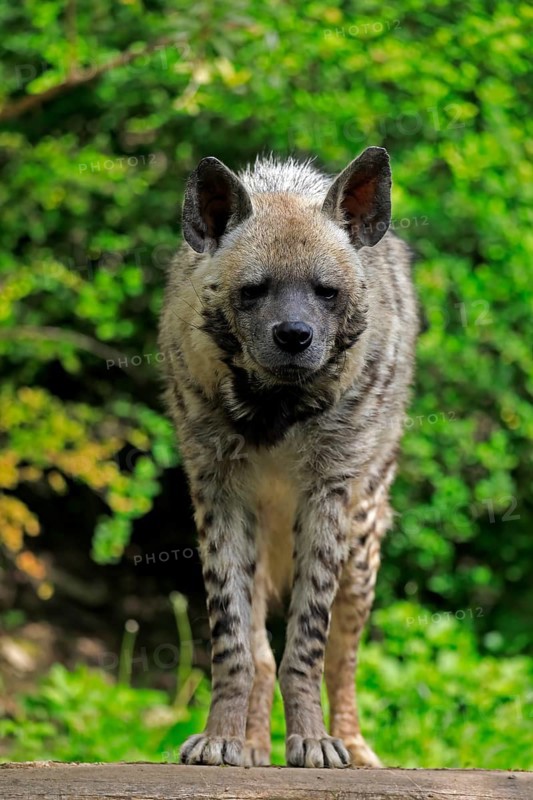 Striped hyena