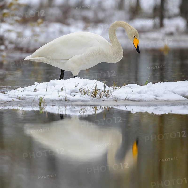 Whooper Swan