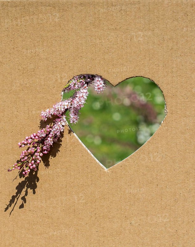 Flowers seen through heart shape cut out of cardboard