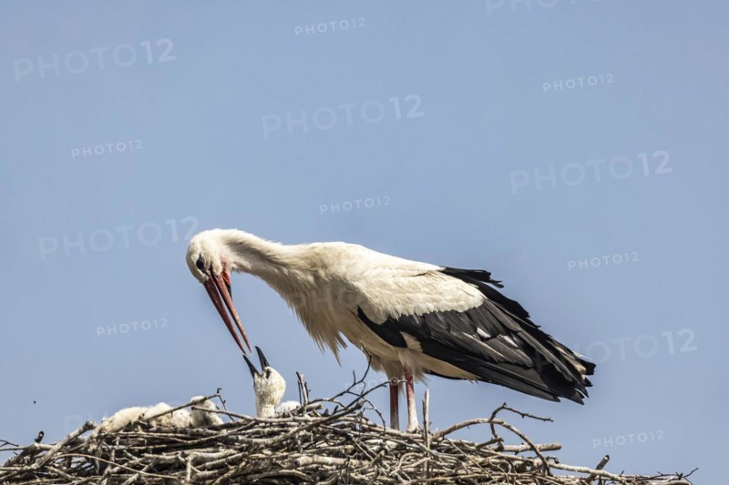 Breeding stork