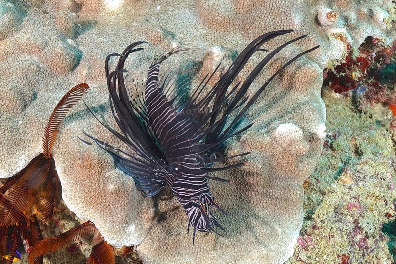 Juvenile common lionfish
