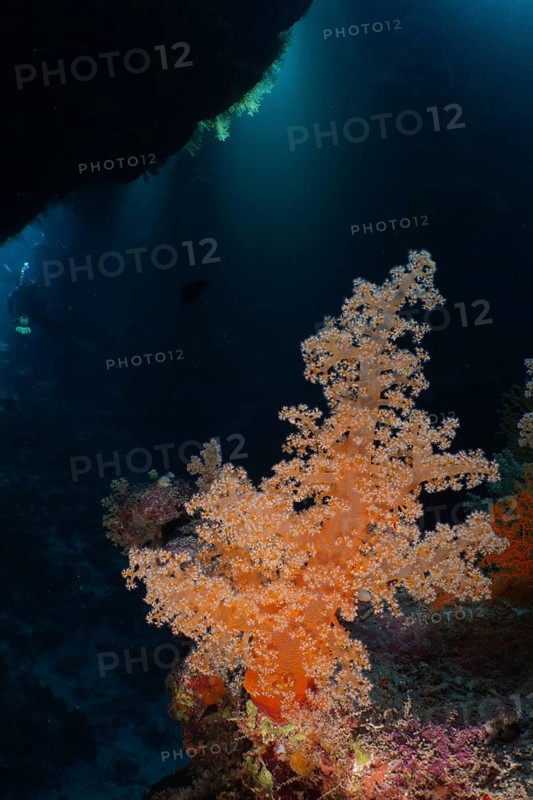 Hemprich's tree coral