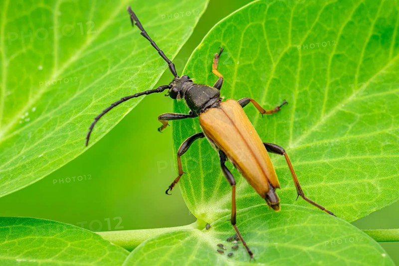Red longhorn beetle