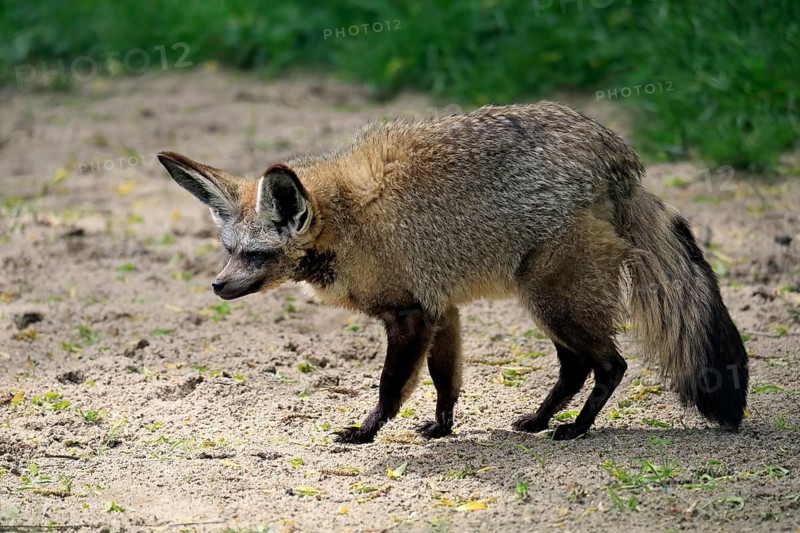 Bat-eared fox