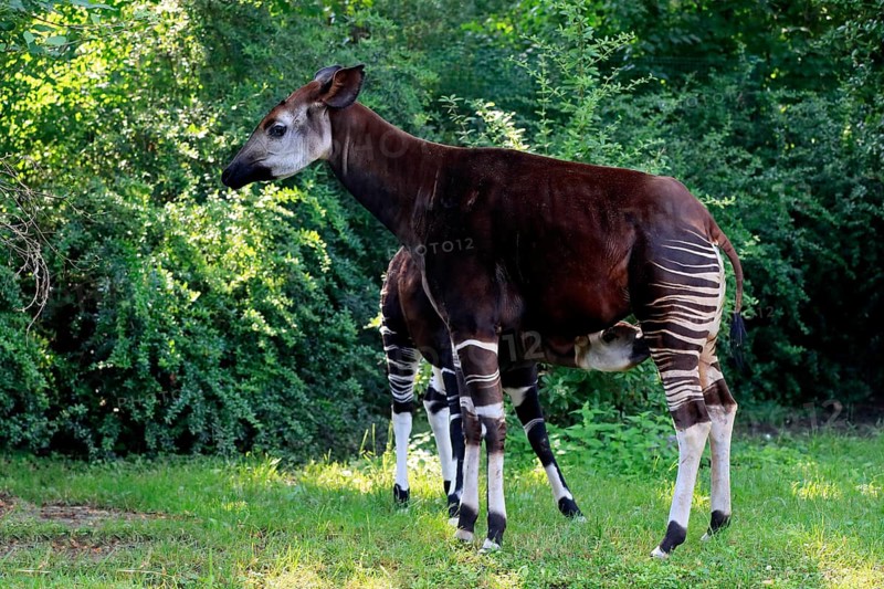 Okapi
