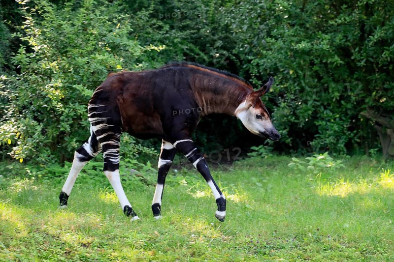 Okapi