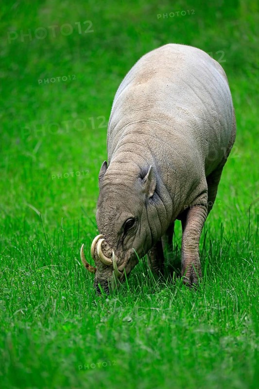 North sulawesi babirusa