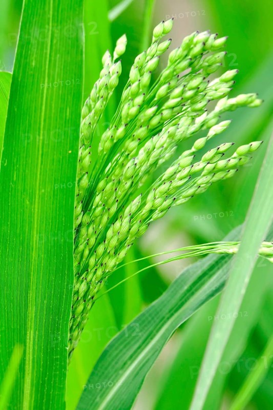 Real millet