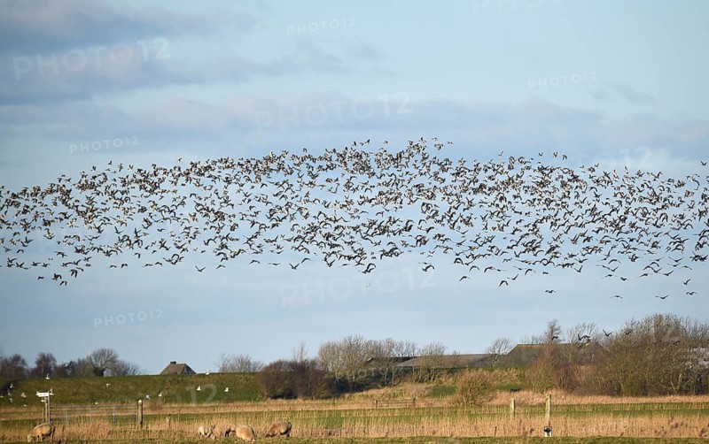 Bird migration of Canada geese