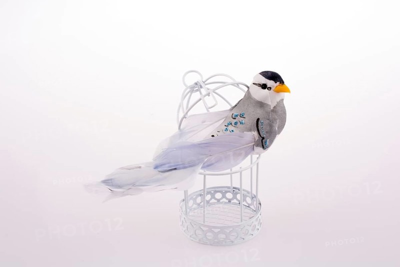 Bird in a birdcage