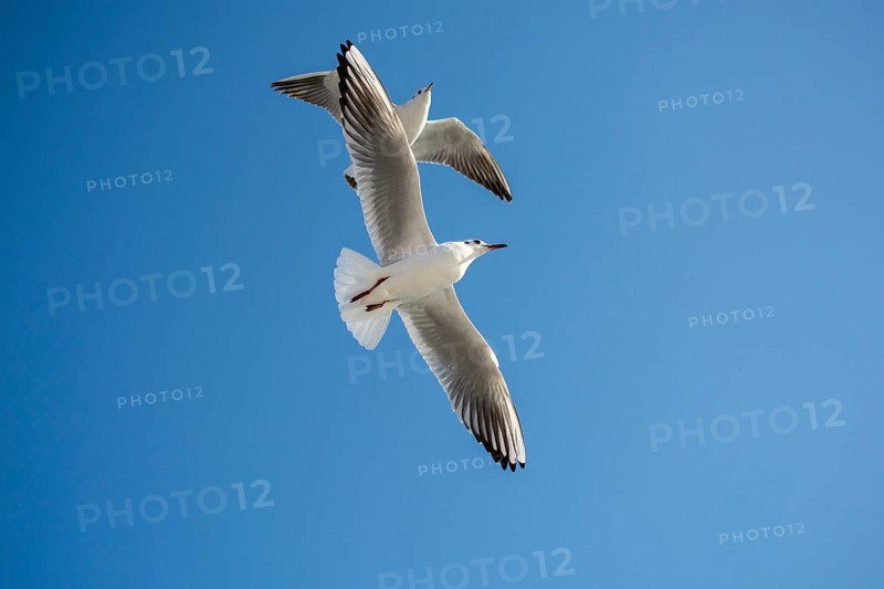 Pair of seagulls flying in the sky background