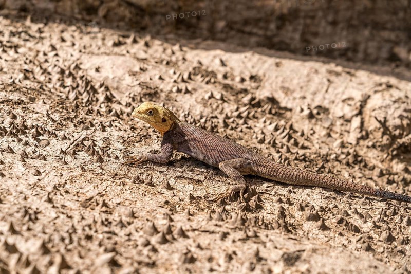 (Agama) on a tree trunk, Cuntaur, Gambia, West Africa, Africa