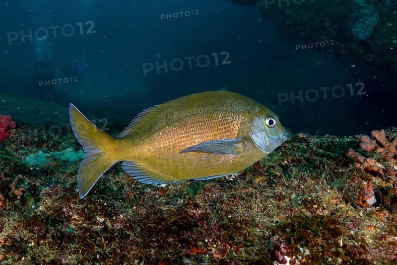 Bronze bream