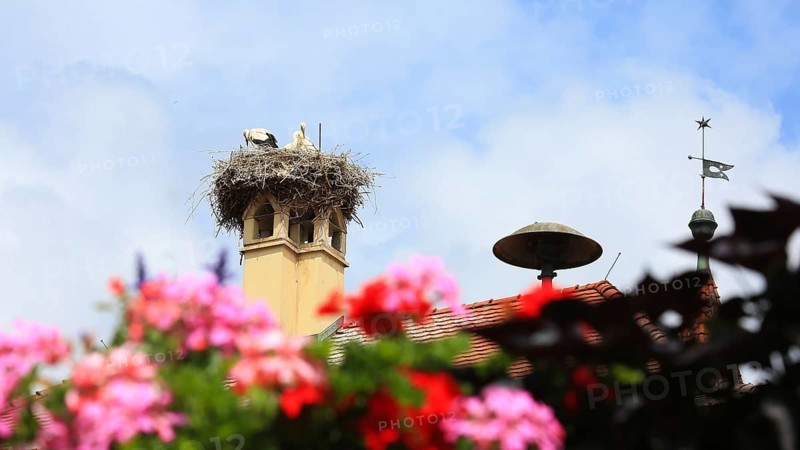 The stork on the town hall is a landmark in the historic centre of the old town. Feuchtwangen