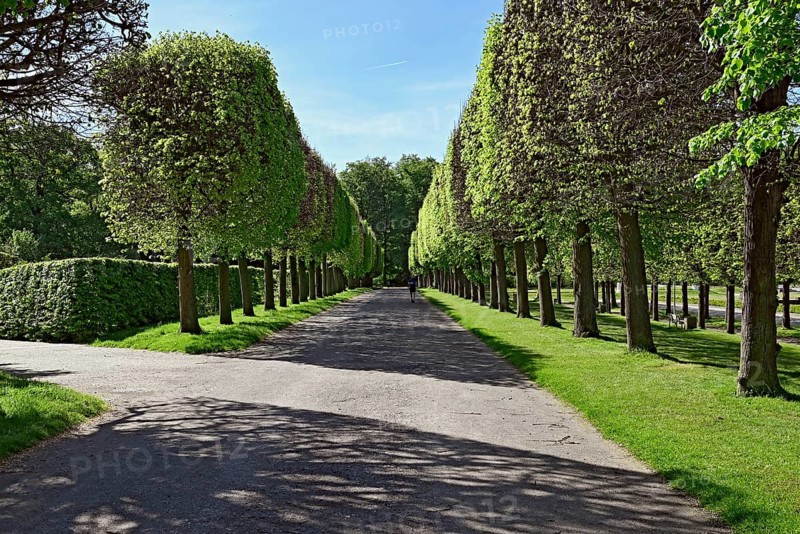 Pruned trees in Bruehl Palace Park