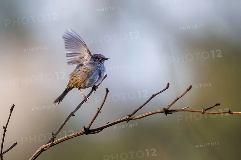 Dunnock