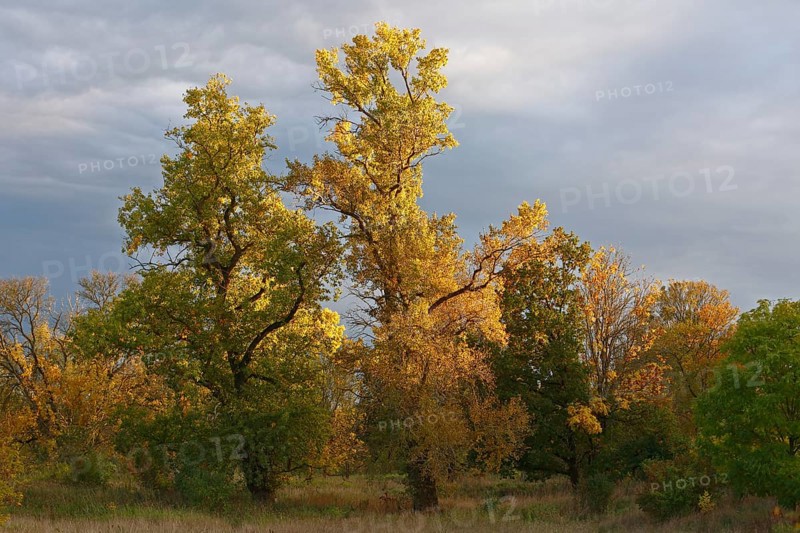Autumn in the floodplain