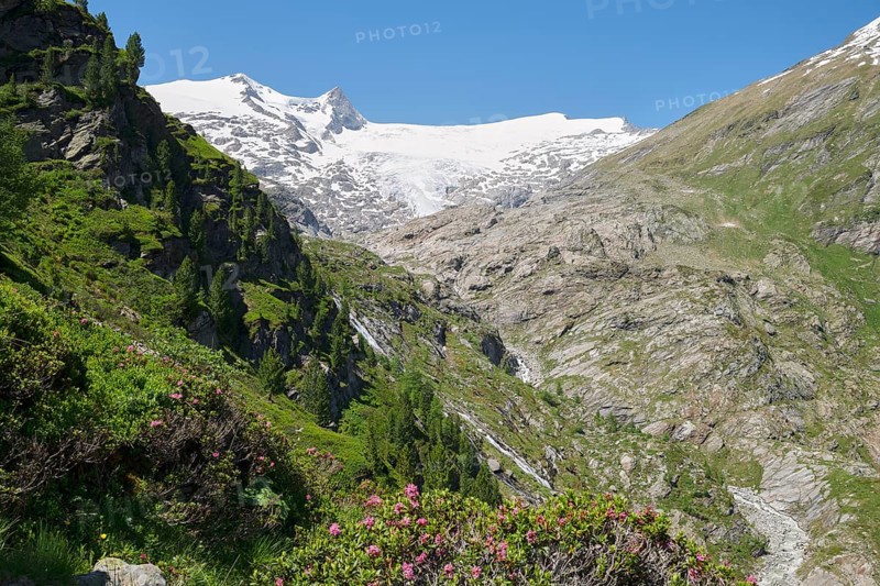 Grossvenediger with alpine roses