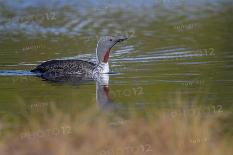 Red-throated diver