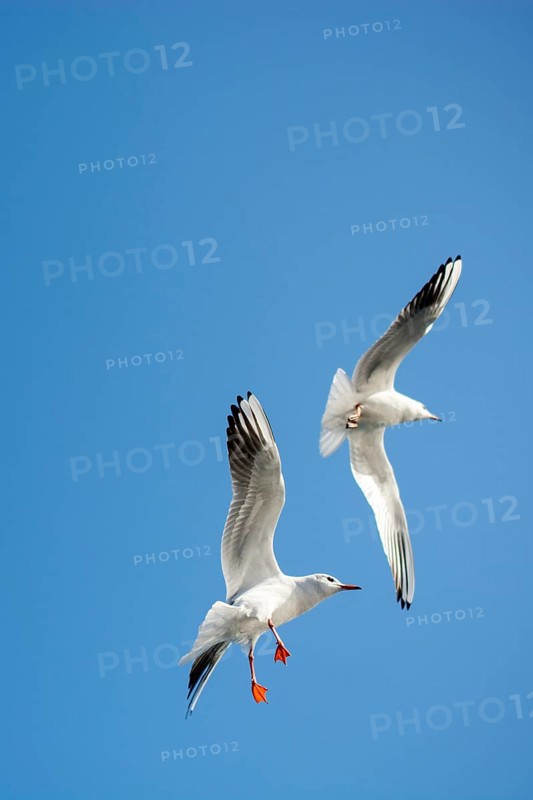 Pair of seagulls flying in the sky background