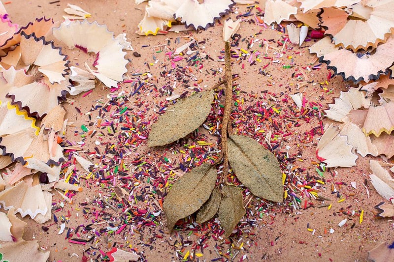Dry leaves amid color pencil shaving