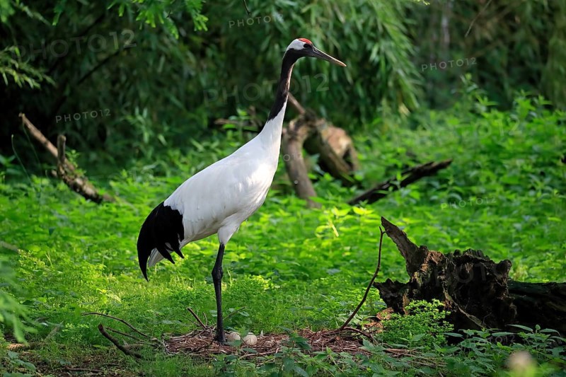 Red-crowned crane