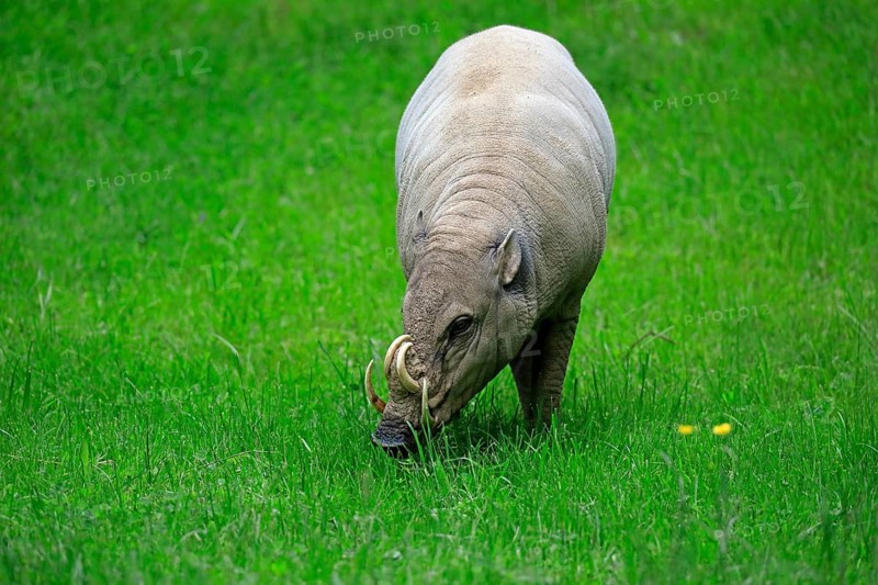 North sulawesi babirusa