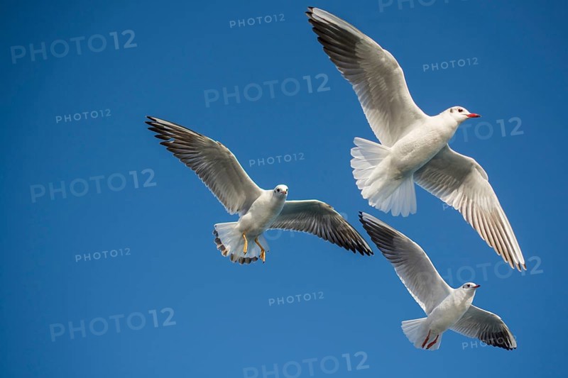 Pair of seagulls flying in blue a sky background