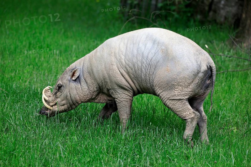 North sulawesi babirusa