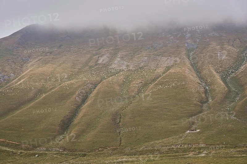 Many sheep grazing on a high mountain slope