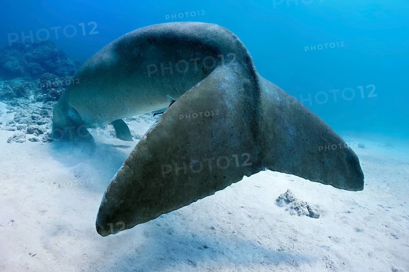 Dugong
