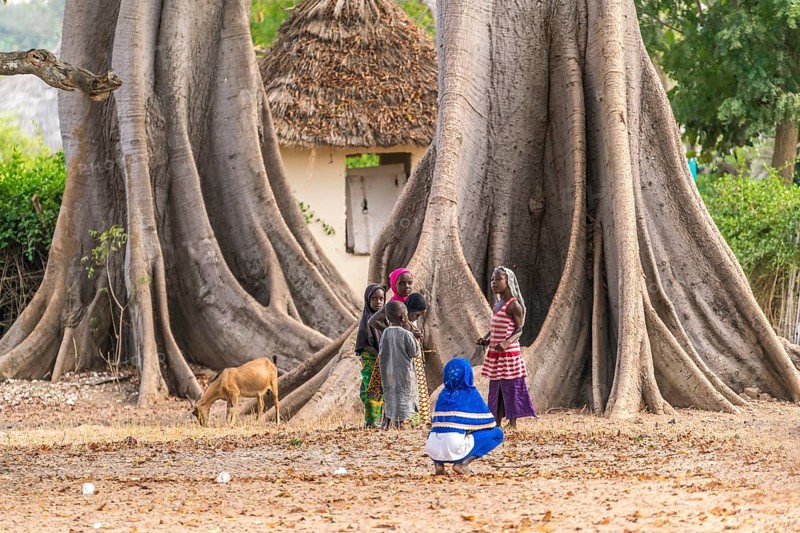 Children in front of the large board roots of a huge kapok tree