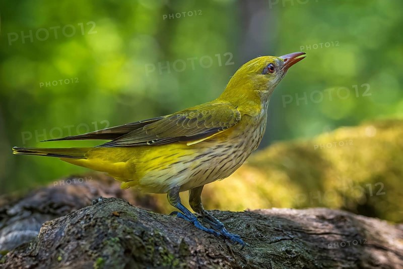 Eurasian golden oriole