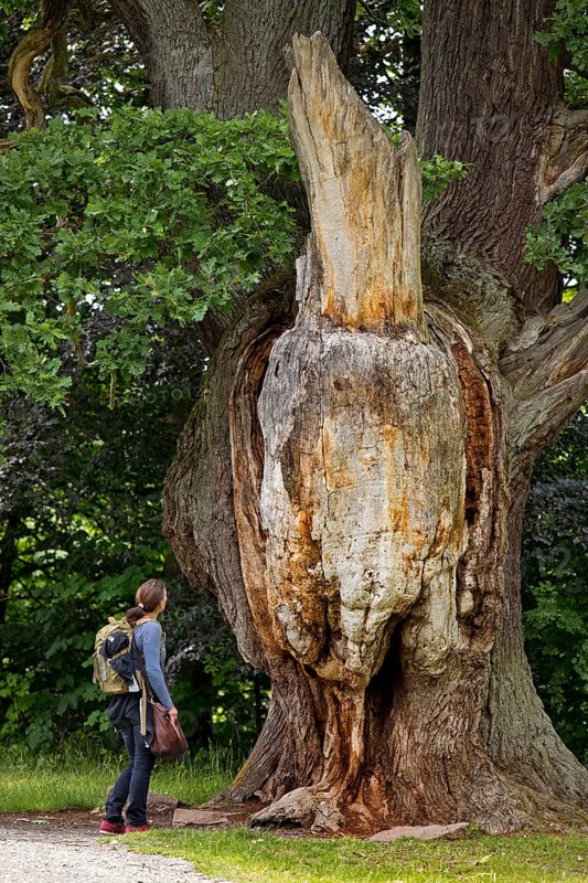 Very old and large oak with dead trunk due to lightning and tree canker