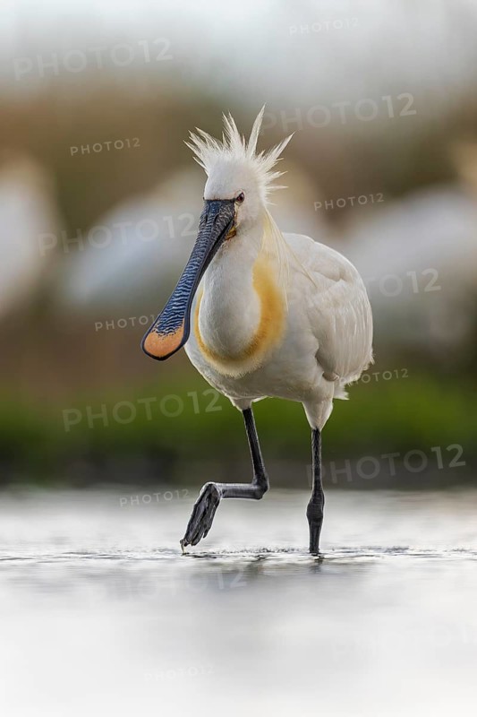 Spoonbill eurasian spoonbill