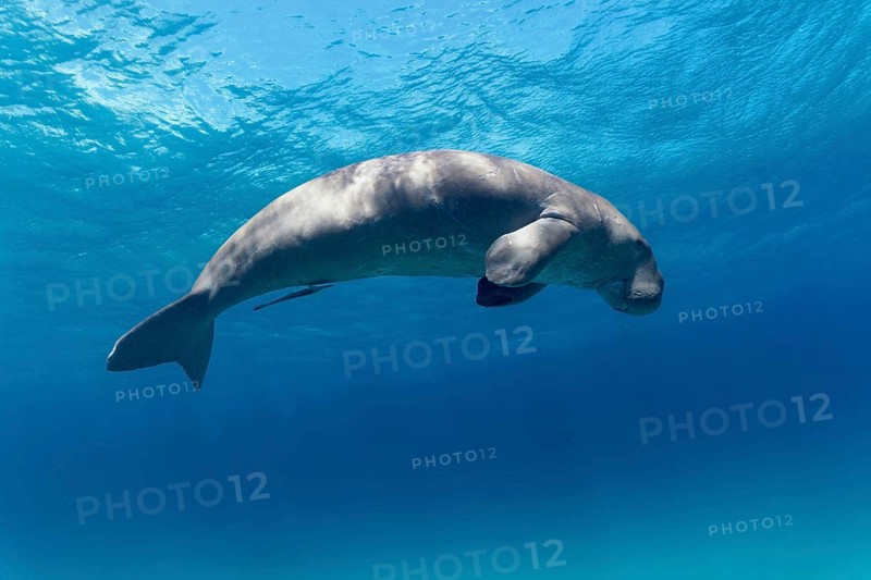 Dugong