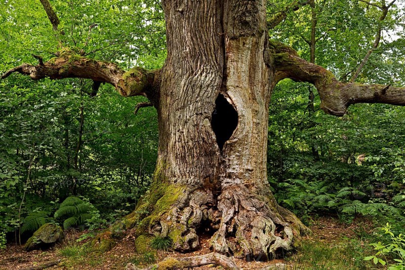 So-called chimney oak in the primeval forest Sababurg
