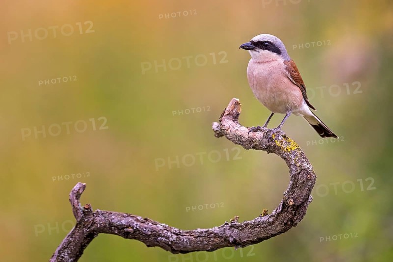 Red-backed Shrike